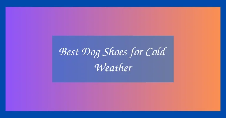 Best Dog Shoes for Cold Weather