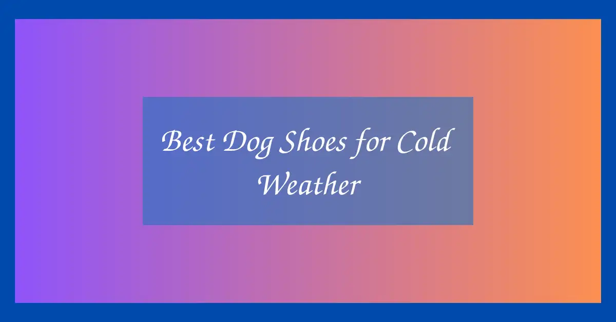 Best Dog Shoes for Cold Weather
